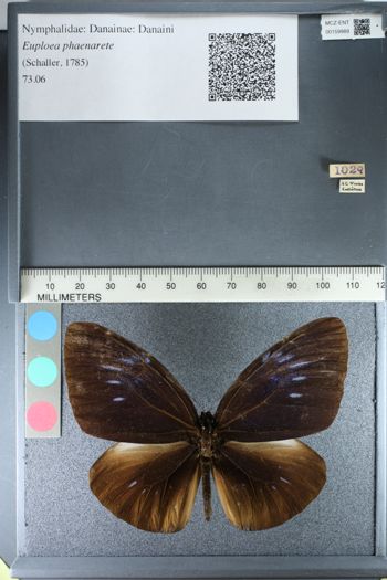 Media type: image;   Entomology 159989